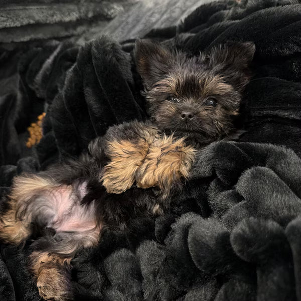 Modern Dog Crate: Indoor Dog House, Wooden Pet Furniture with Custom Cushion Bed, Kennel